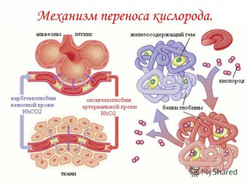 1)по каким венозная кровь приходит в легочные альвеолы? 2) чем отличается гемоглобин в артериальной