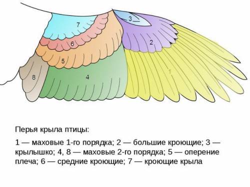 Назовите особенности строения конечностей птицы