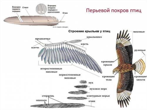 Назовите особенности строения конечностей птицы