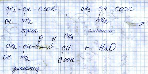 1напишите уравнение реакции образоания дипептида из серина и аланина. 2 ? напишите формулу нуклеотид