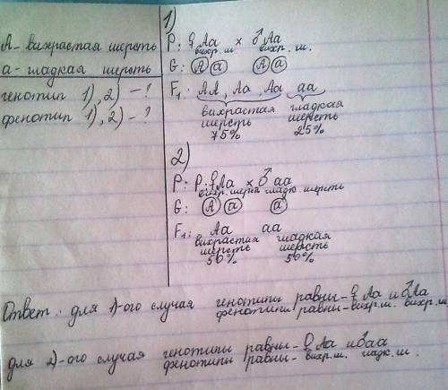 Каковы генотипы и фенотипы родительской пары морских свинок, если в ихпотомстве было 25% гладких и 7