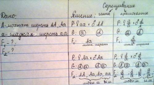 Решить : чистопородного (гомозиготного)мохнатого кролика скрестили с гладкошерстной крольчихой.опред