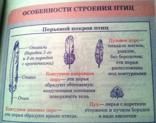 Государство и право как орудия классового господства рассматривала _ теория происхождения государств