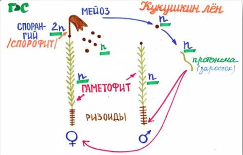 1) установить последовательность этапов жизненного цикла кукушкиного льна, начиная с образования гам