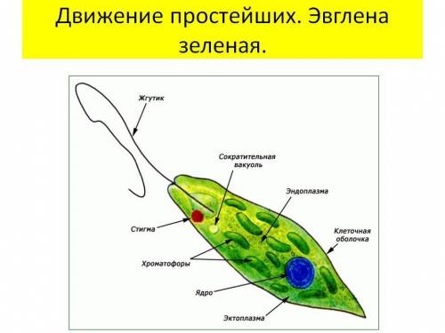 Подумайте, почему выживают популяции с низкой рождаемостью