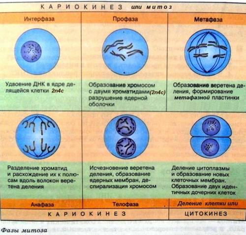 Как отмечают праздник 9 Мая в вашем селе, городе? Принимает ли ваш класс участие? Расскажи,