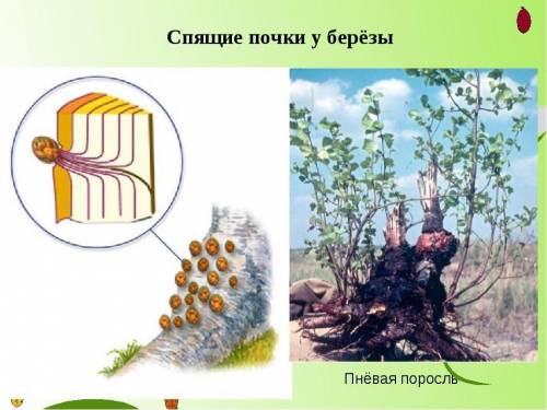 Осенью во время экскурсии учащиеся заметили, что от пней срубленных весной кленов и тополей за одно 