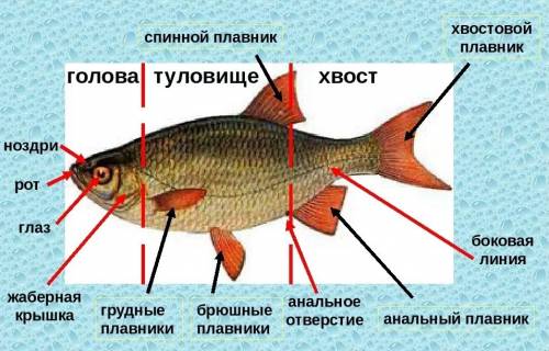 1. рассмотрите у рыбы плавники. определите, какие из них парные, а какие – непарные. понаблюдайте за