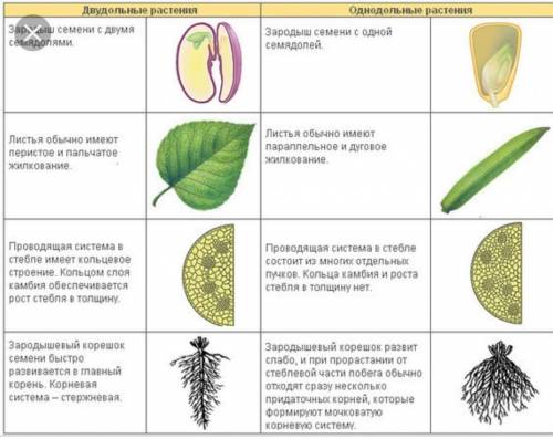 Рассмотри представленные на рисунке признаки растений. отметь, под какими номерами на рисунке изобра