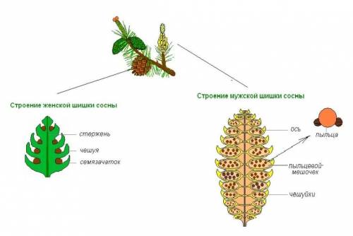 Изучение строения шишек и семян хвойных растений.