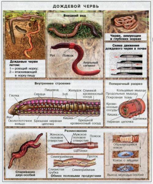 Какие особенности строения дождевых червей связаны со средой обитания?