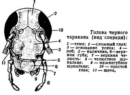 Рассмотри голову таракана найдите усики, глаза и ротовые органы. назовите их функции.