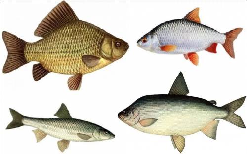 Заполнить таблицу: группы костных рыб группа | признаки | представители | значение в природе и для