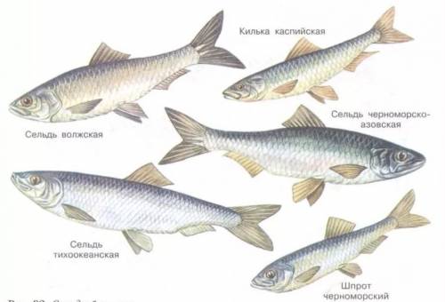 Заполнить таблицу: группы костных рыб группа | признаки | представители | значение в природе и для