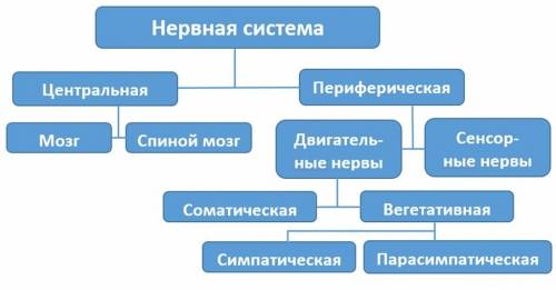 Какие функции выполняет нервная система в жизни человека и животных?