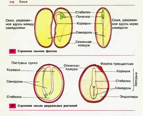 Семя фасоли (сделать графическую схему)?