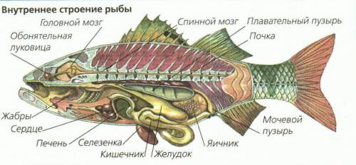 Рассмотрите расположение внутренних органов в теле рыбы?