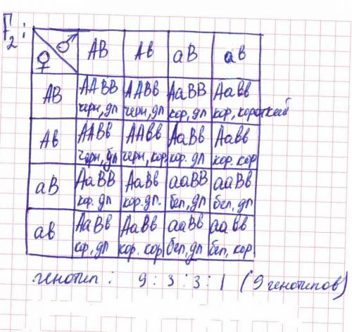 Скрещены мыши: самец чёрный с длиной шерстью(гомозиготный) и самка белая с короткой шестью . в потом