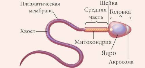 Особенности строения яйцеклетки: особенности строения сперматозоида: функции сперматозоида: