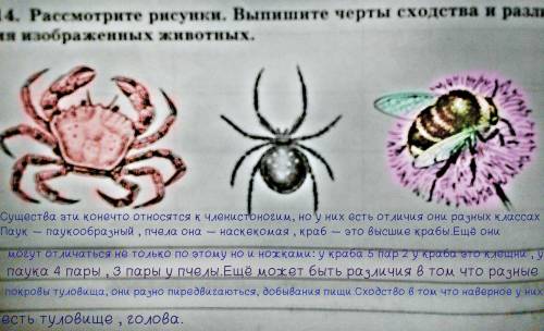 Черты сходства и различия рака паука и пчелы?