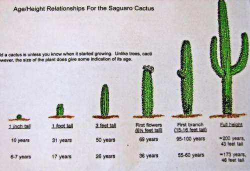 Нам по биологии нужен цикл кактуса в таблицу как развивается типо вот семечко потом то то то то и та