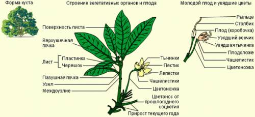 Назовите семейство двудольных растений. напишите об основных особенностях растений этого семейства и