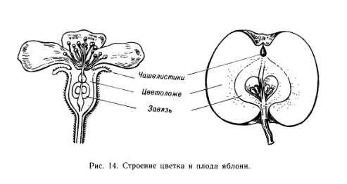 Какое у яблони строение цветка? яблоня двудольная, или однодольная?