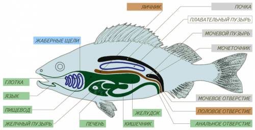 Органы пищеварительной системы рыбы и подпишите их названия