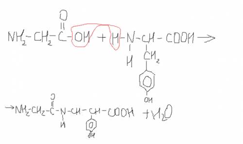 Аланин+тирозин=? написать формулу и продукт