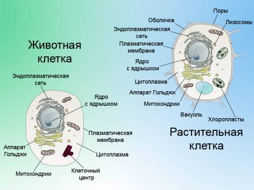 Сравнительная характеристика клеток растений, животных и бактерий