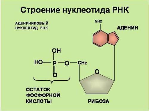 1)чем молекула атф отличается от обычных нуклеатидов? 2)молекула атф содержит богатые энергией связи