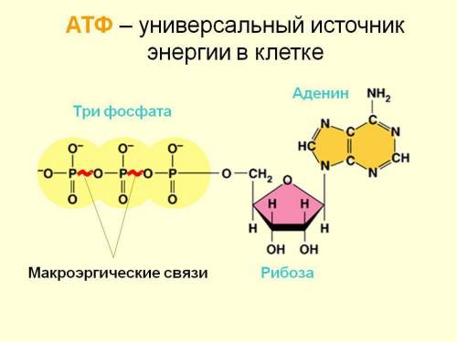 1)чем молекула атф отличается от обычных нуклеатидов? 2)молекула атф содержит богатые энергией связи