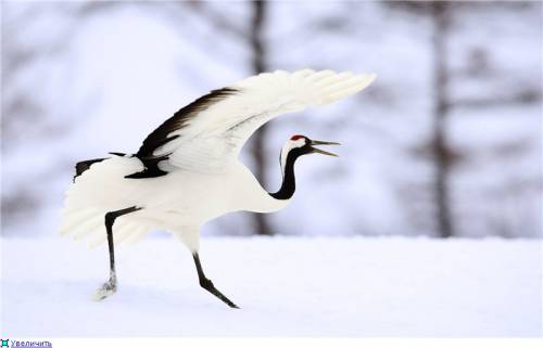 Эта птица гнездится на болотистых равнинах дальнего востока и японии. славится своим необычным опере