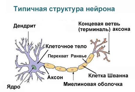 1) где располагаются промежуточные нейроны? 2) что такое рецепторные нейроны и где они располагаются