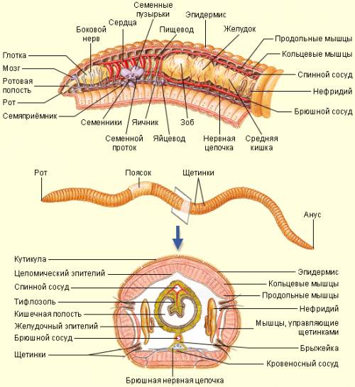 Зарисуйте дождевого червя,сделайте надписи к рисунку