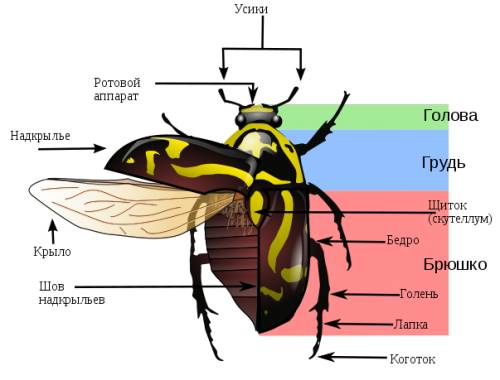 Особенности строения жуков (жестокрылых)