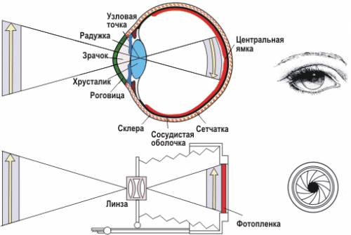 Перечислить сходства между механизмом работы оптической системы глаза и фотоаппатра