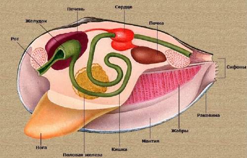 Заполните таблицу. внутреннее строение моллюсков органы | особенности строения | функции и система о