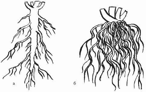 Нарисуйте схемы стержневой и мочковатой корневых систем