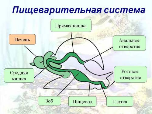 1) перечислите питания брюхоногих моллюсков. кратко опишите процесс пищеварения. 2) подтвердите прим