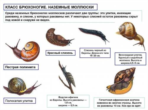 1) перечислите питания брюхоногих моллюсков. кратко опишите процесс пищеварения. 2) подтвердите прим