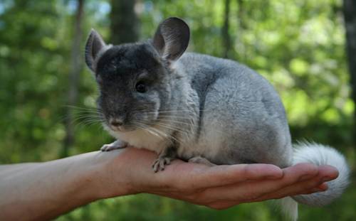 Маленькое животное похожее на кролика, но с более короткими ушами, не свинья