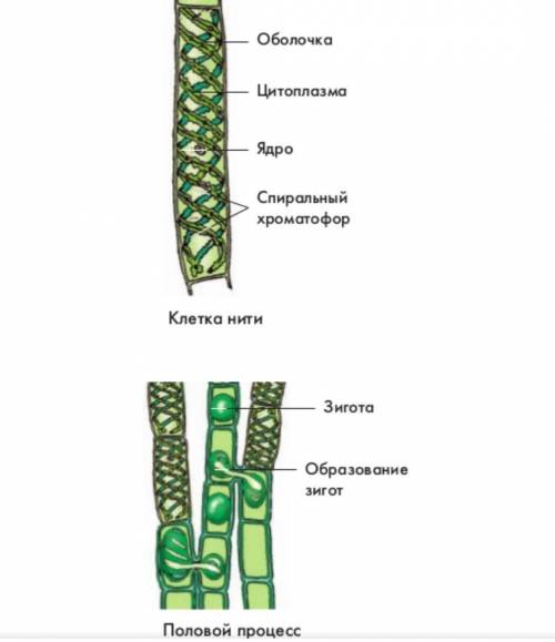 Строение многоклеточных водорослей