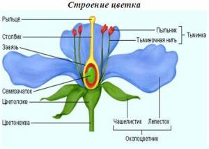 Каково строение цветка тюльпана? рисунок.