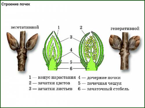 Вывод: о взаимосвязи строения почки и ее функции(почки вегетативная и генеративная)