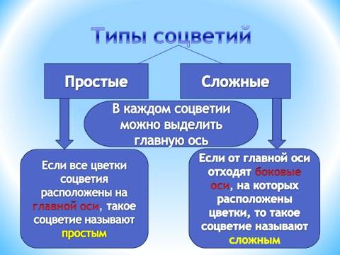 По биологии )заранее : ) надо составить таблицу соцветия: группа соцветий соцветия примеры рисунок