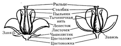 Схема женского цветка с двойным околоцветником,мужского цветка с простым околоцветником,женского цве