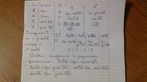 Сколько различных фенотипов ожидается в потомстве, полученном от скрещивания дигетерозиготного расте
