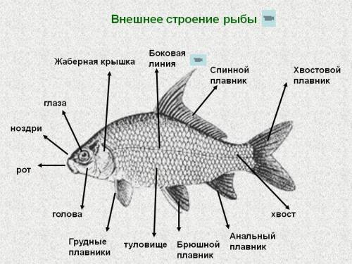 Сделайте вывод о при рыбы к жизни в воде.