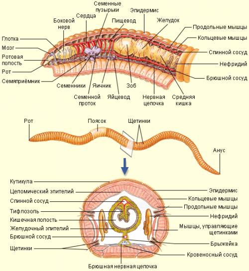Рассмотрите внешний вид дождевого червя: окраска,длина,толщина.найдите переднюю и заднюю часть тела,